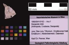 Foto (Objekt + Etiketten) von Decapoda indet. (NHMW-GEO-1990-0041-0162)